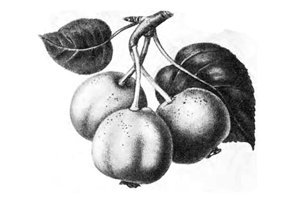 Уссурийская груша