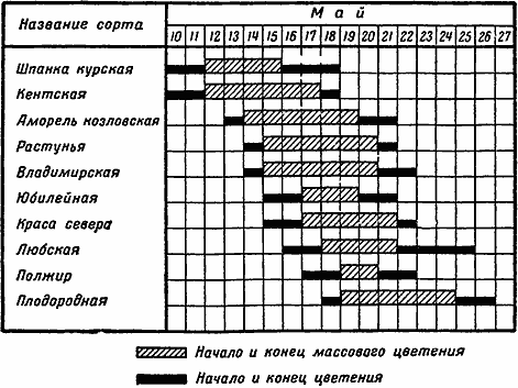 Сроки цветения различных сортов вишни