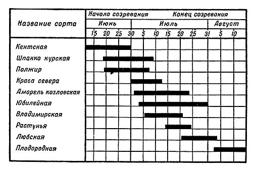 Сроки созревания различных сортов&nbsp;вишни