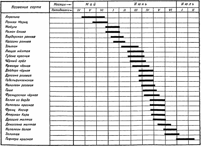 Периоды созревания различных сортов черешни в&nbsp;г.&nbsp;Краснодаре