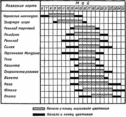 Сроки цветения различных сортов&nbsp;слив