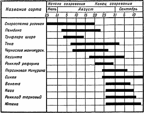 Сроки созревания различных сортов&nbsp;слив