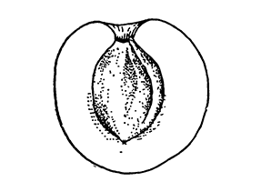 Бабаи (разрез плода)