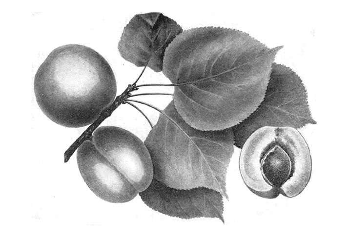 Овернский
