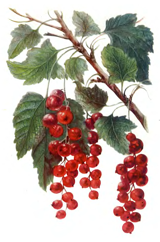 Голландская красная