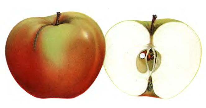 Диана