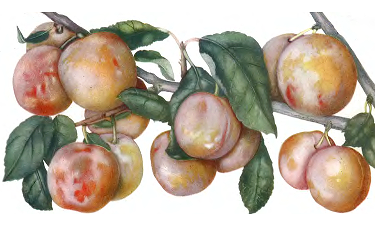 Персиковая Мичурина