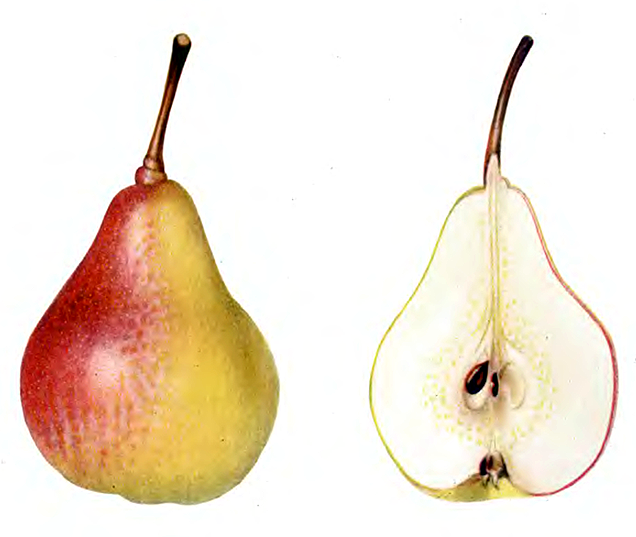 Панна
