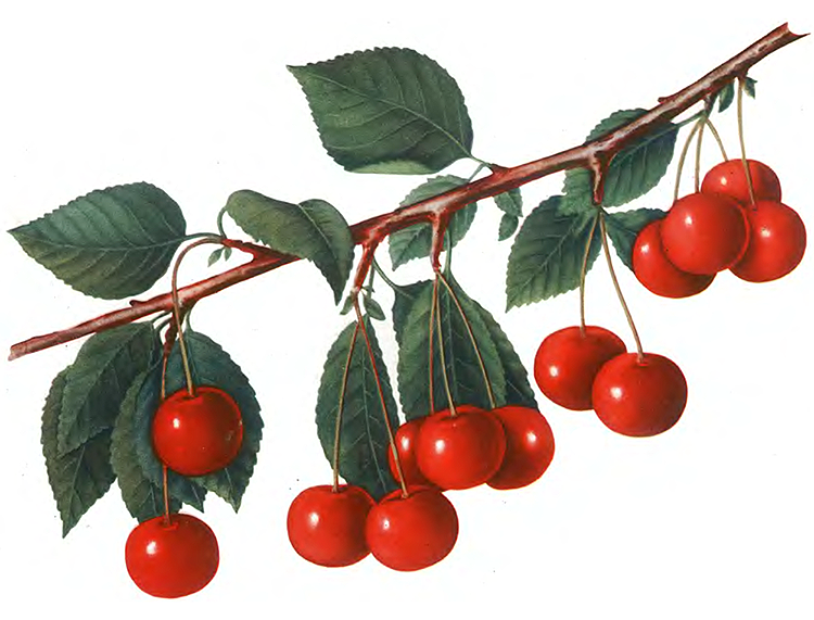 Краса севера