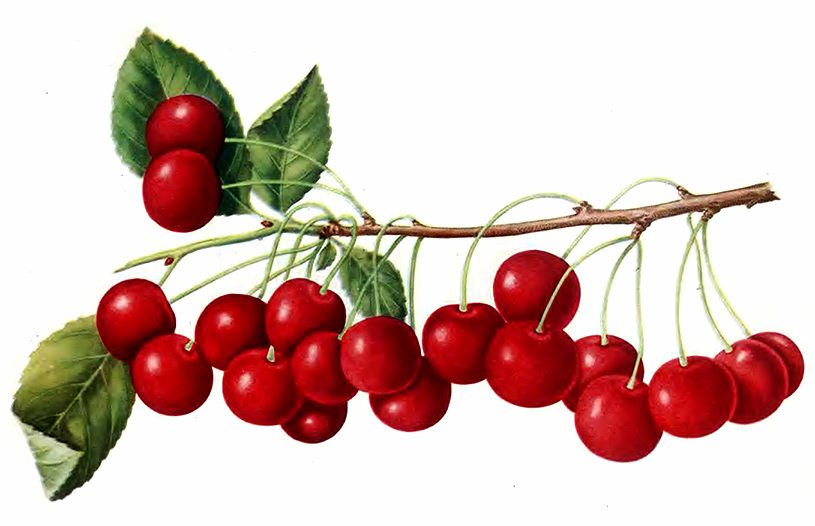 Плодородная Мичурина