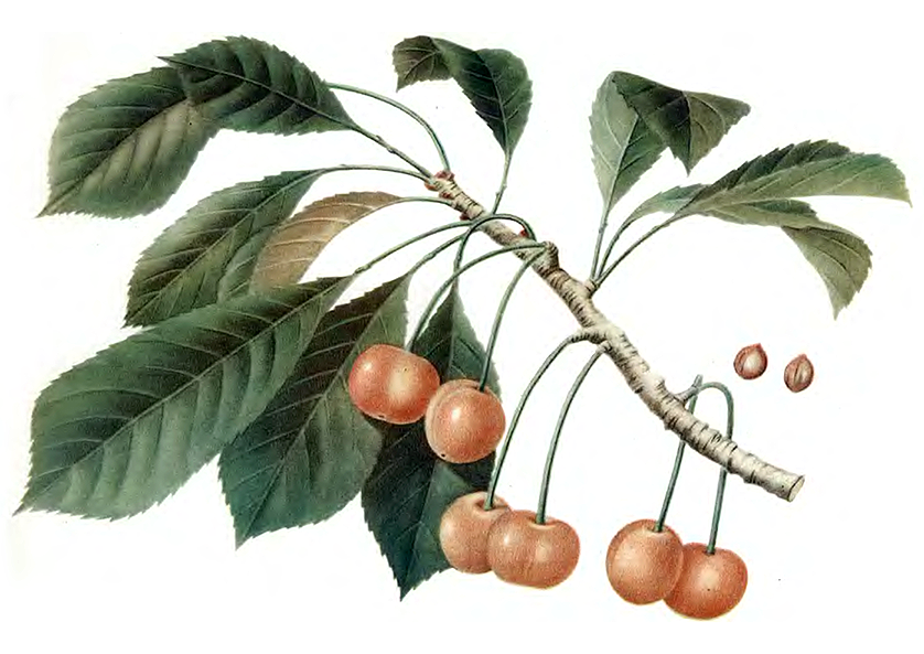 Дрогана жёлтая