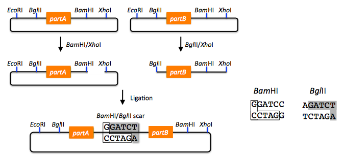 BioBrick approach 1