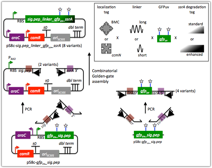 Combinatorial GG assembly